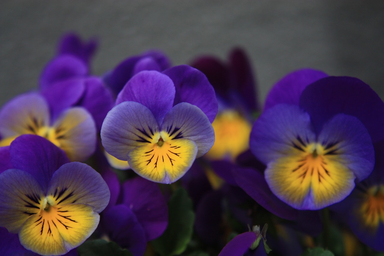 pansy violet map free photo