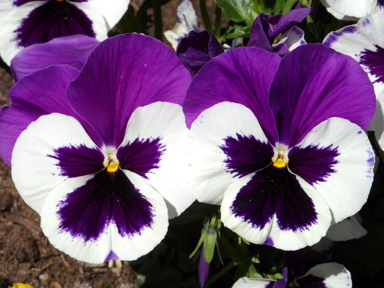 pansy violet purple free photo