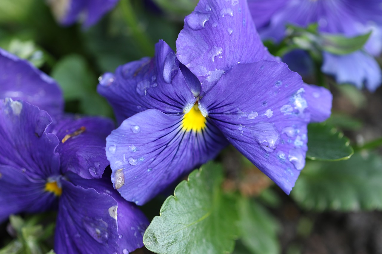 pansy blue flower free photo