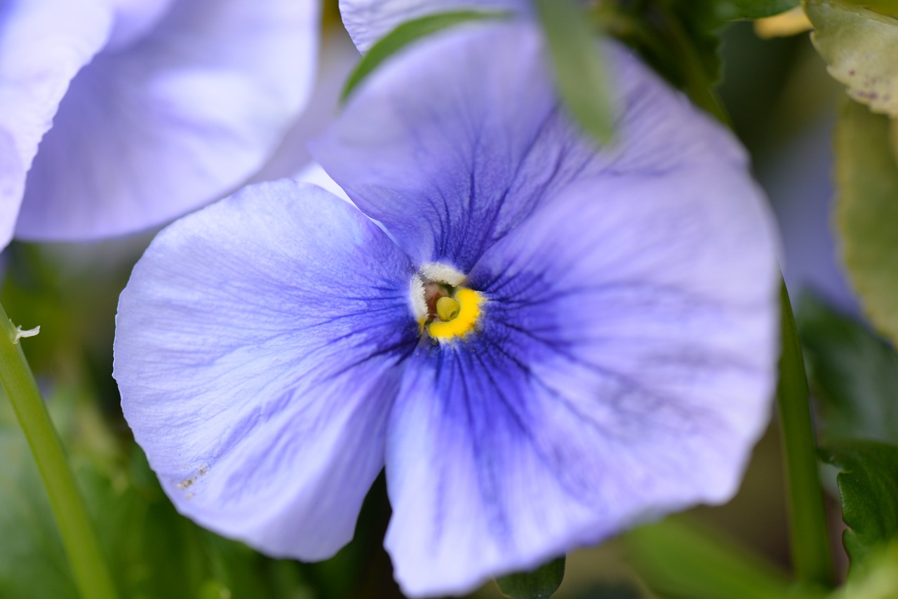 pansy blossom bloom free photo