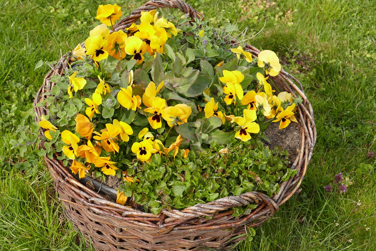 pansy early bloomer bauer basket free photo