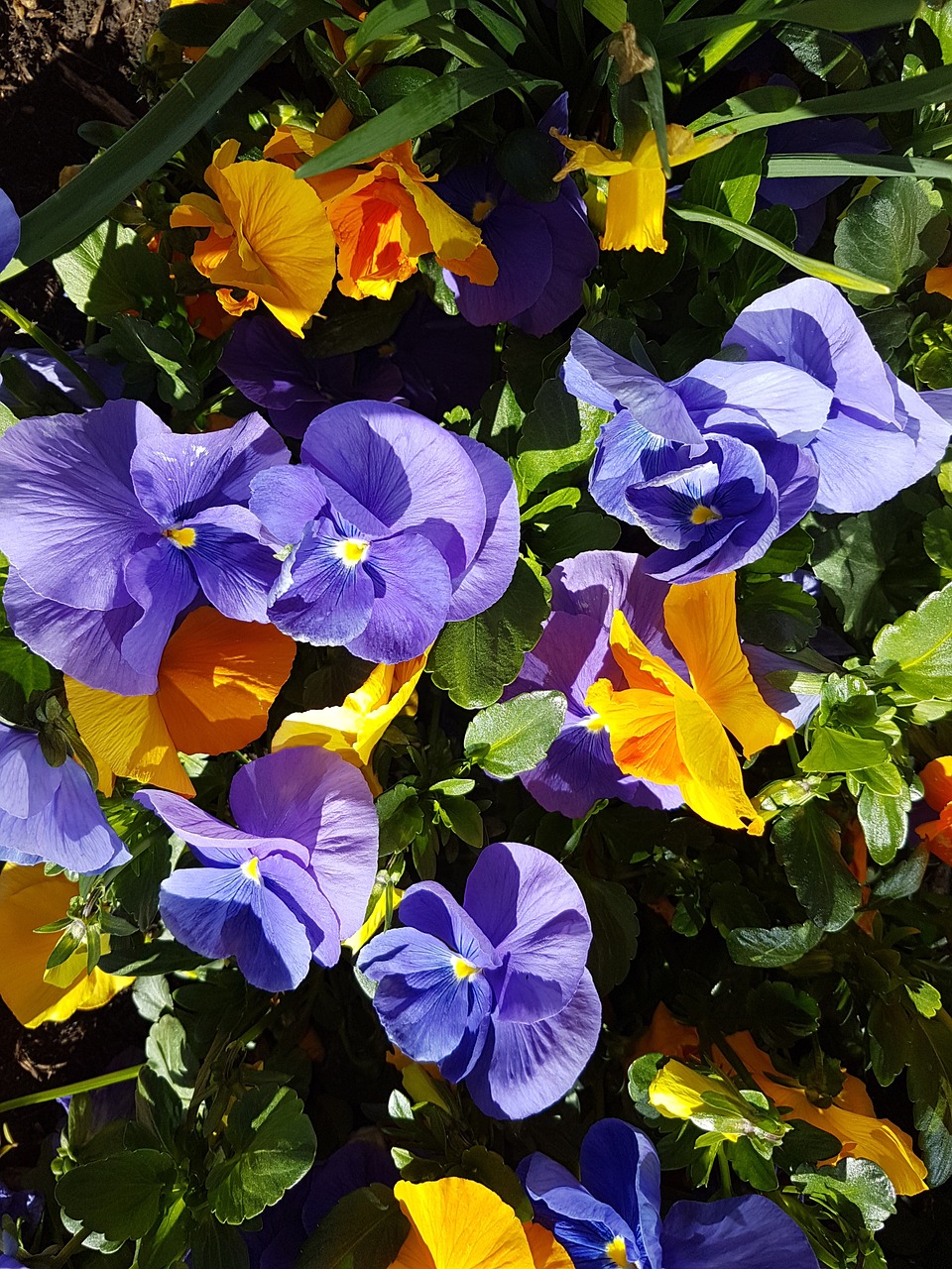 pansy flowers yellow free photo