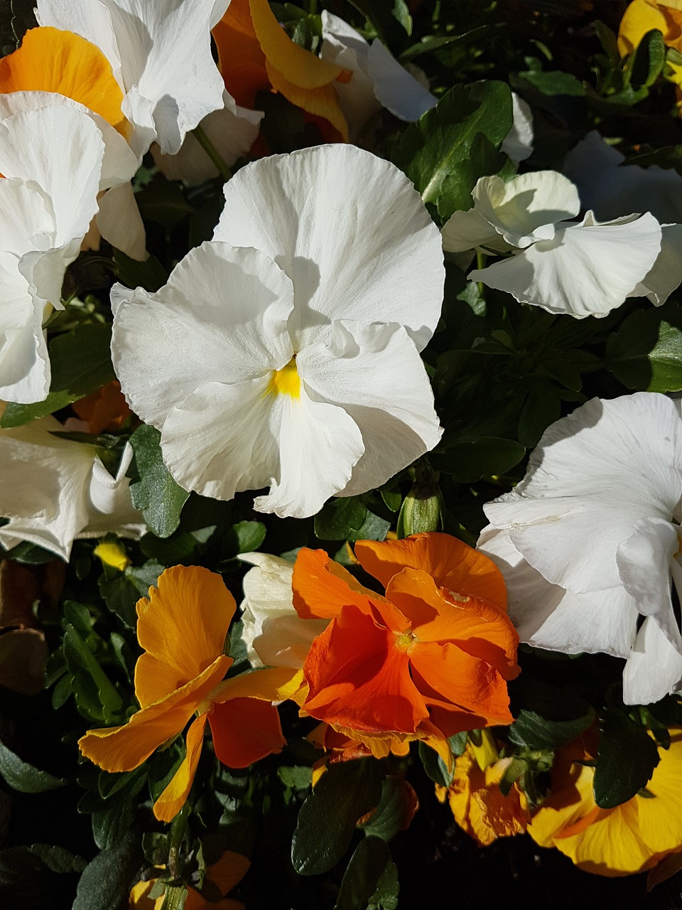 pansy flowers spring free photo