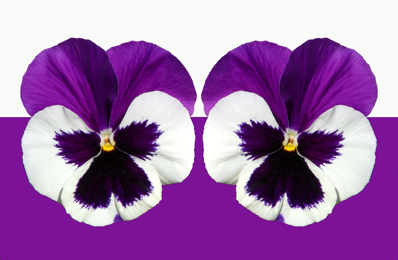 pansy violet purple free photo