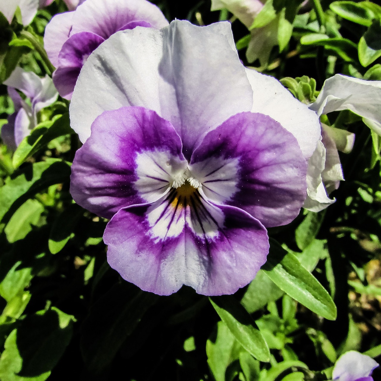 pansy flower garden free photo