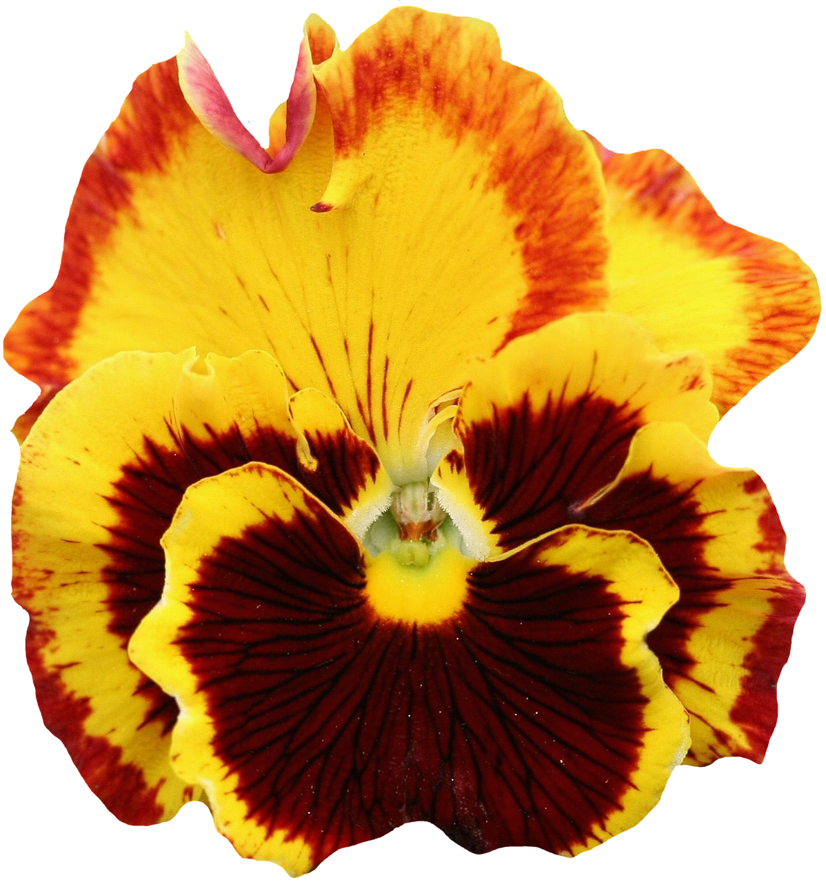 pansy yellow blossom free photo