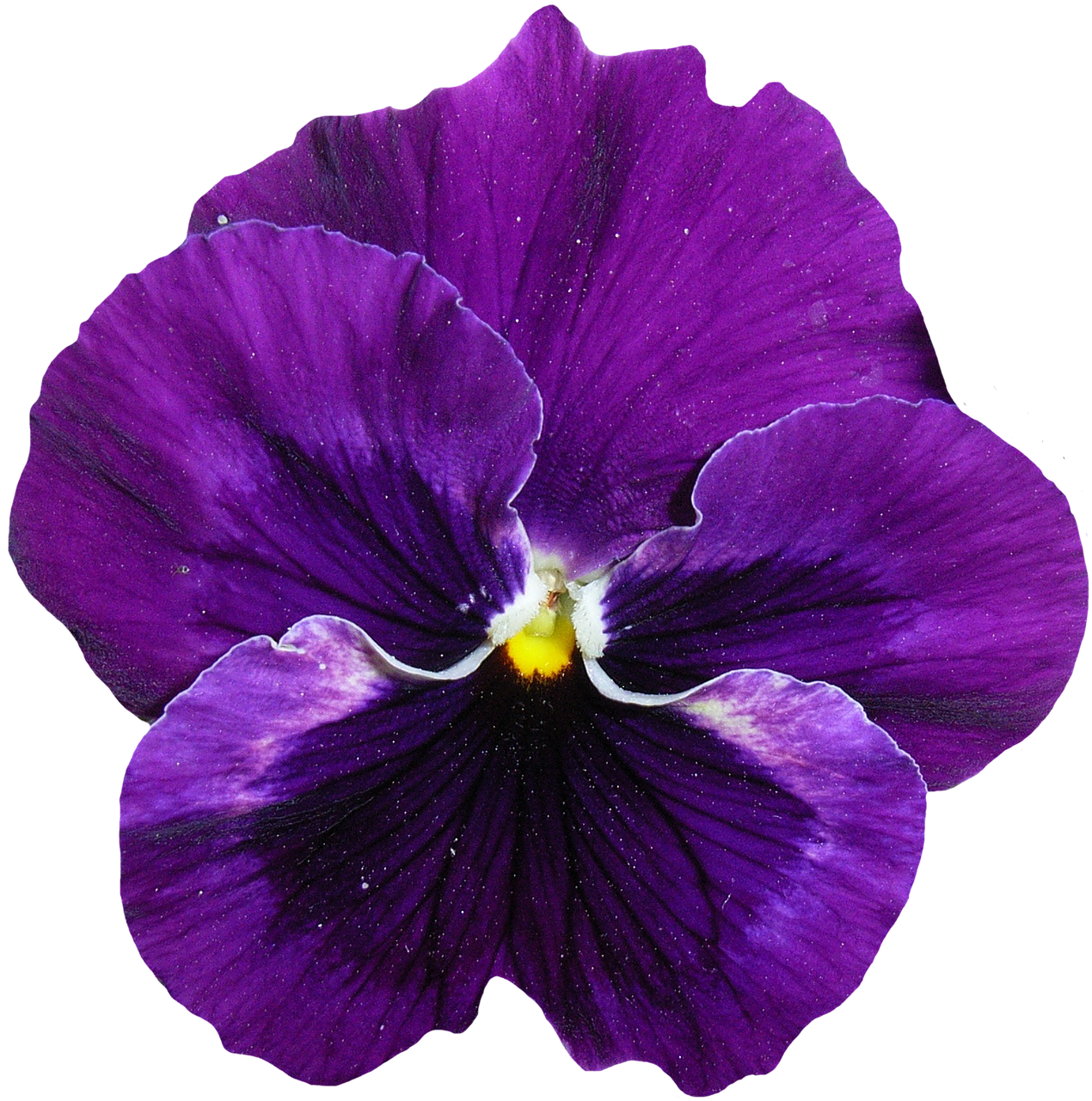 pansy blue purple free photo