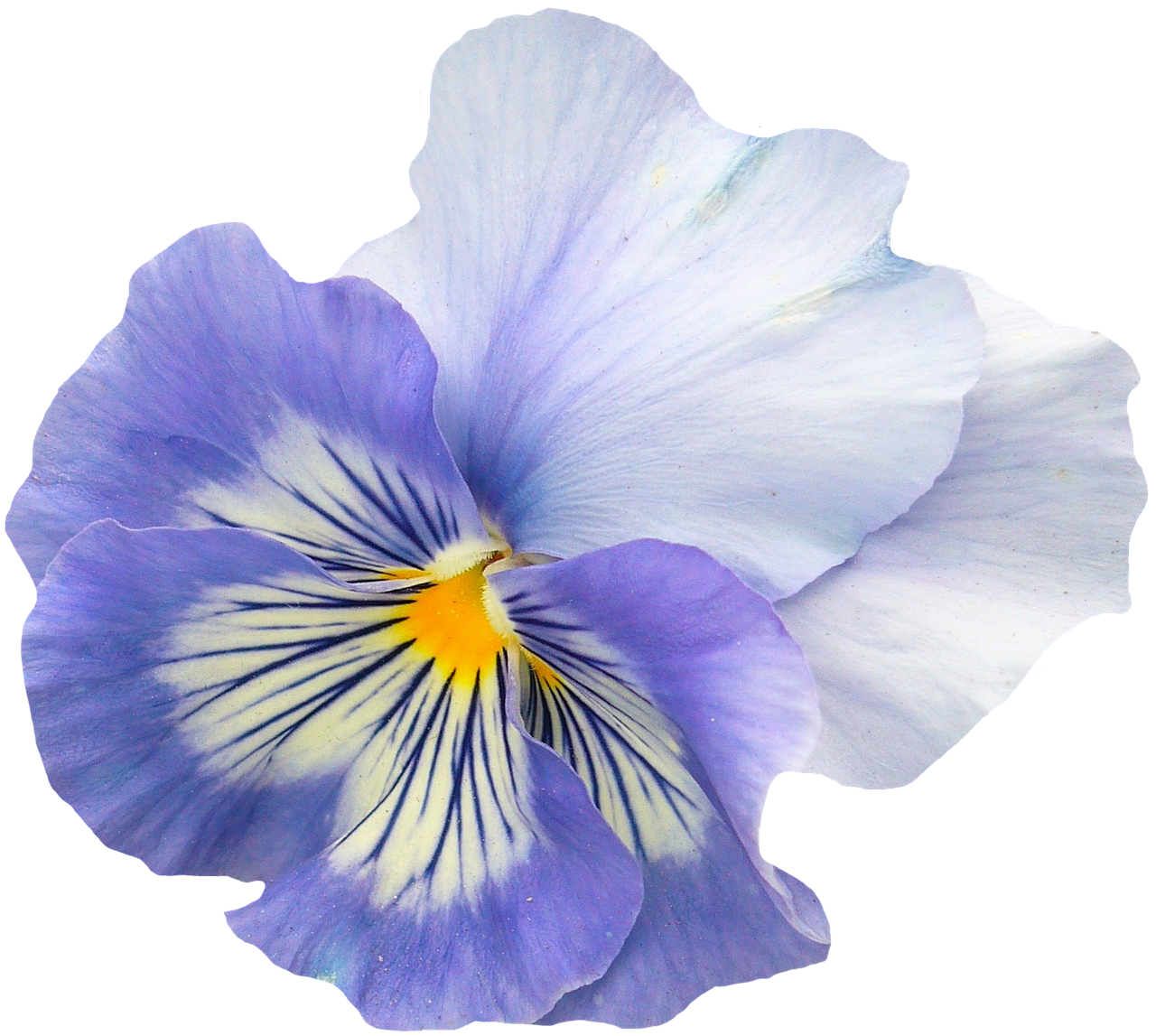 pansy blue purple free photo