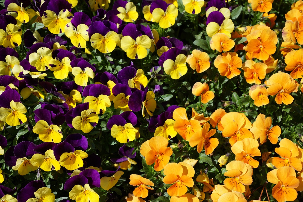 pansy purple flower free photo