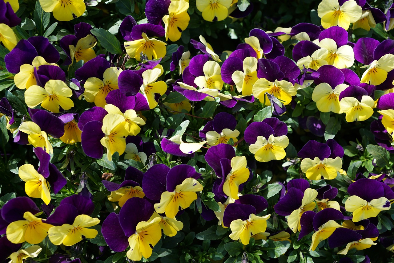 pansy purple flower free photo