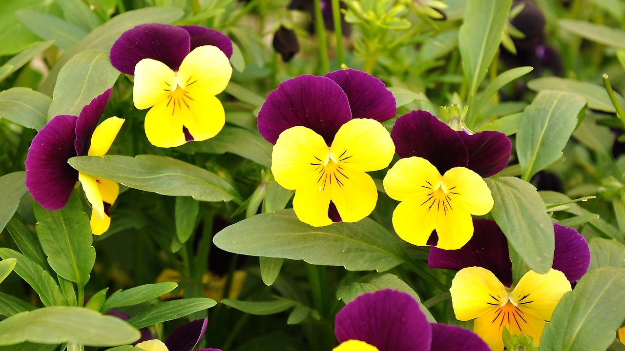 pansy flower flower garden free photo