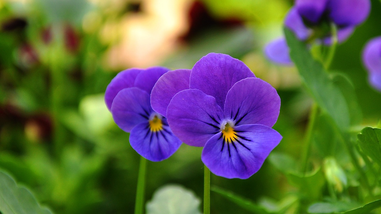 pansy flower flower garden free photo