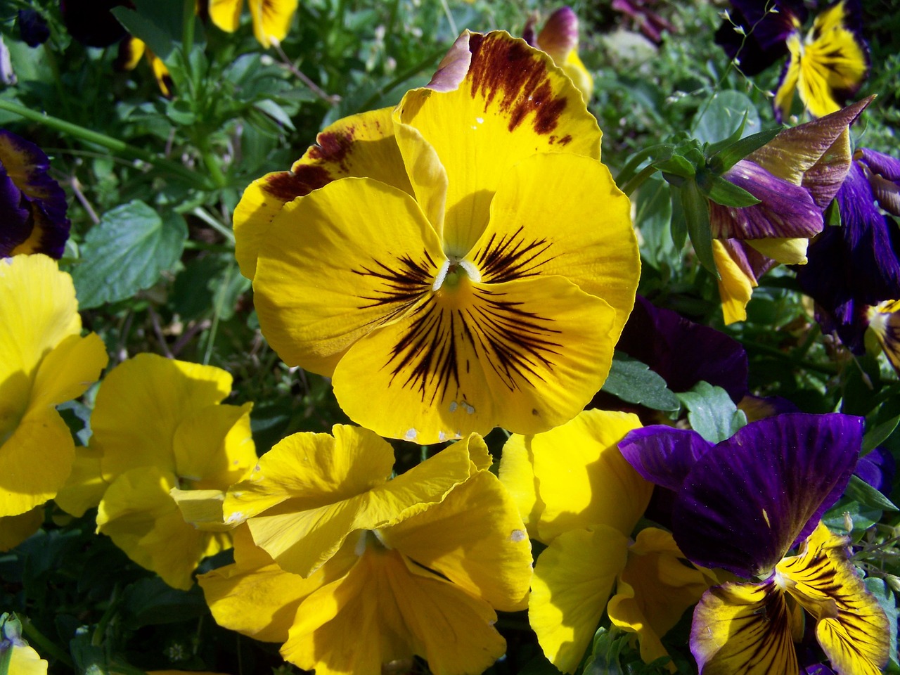 pansy yellow flower garden free photo