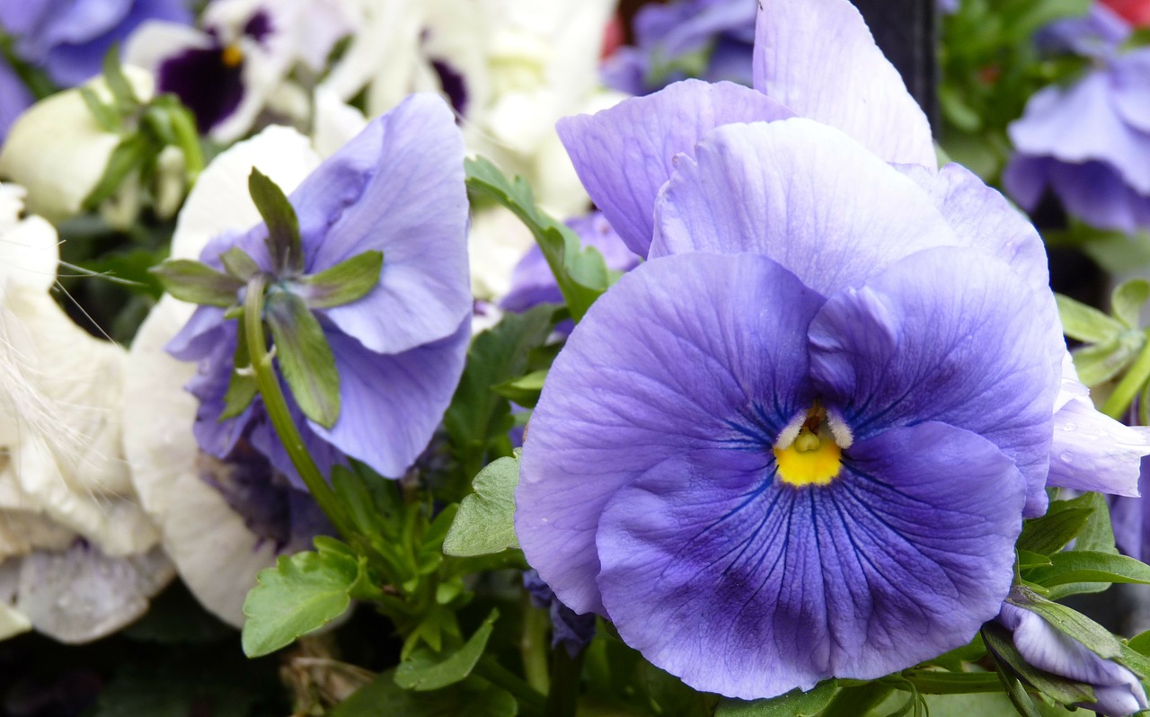 pansy flower spring flowers free photo