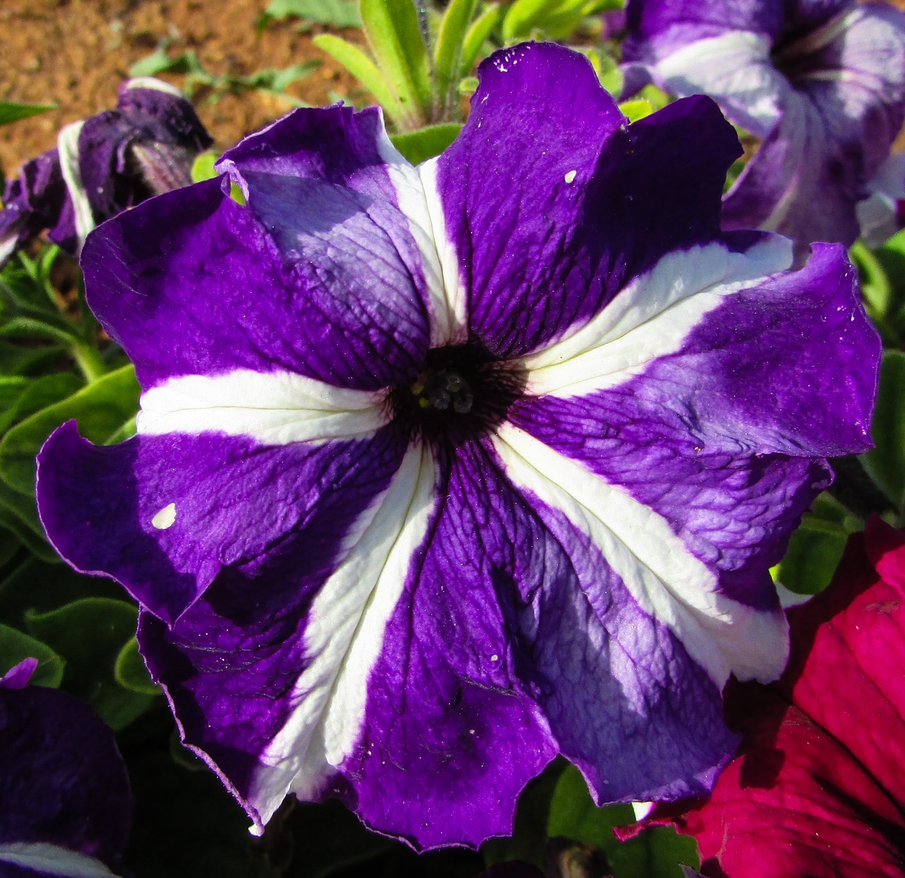 pansy flower plant free photo