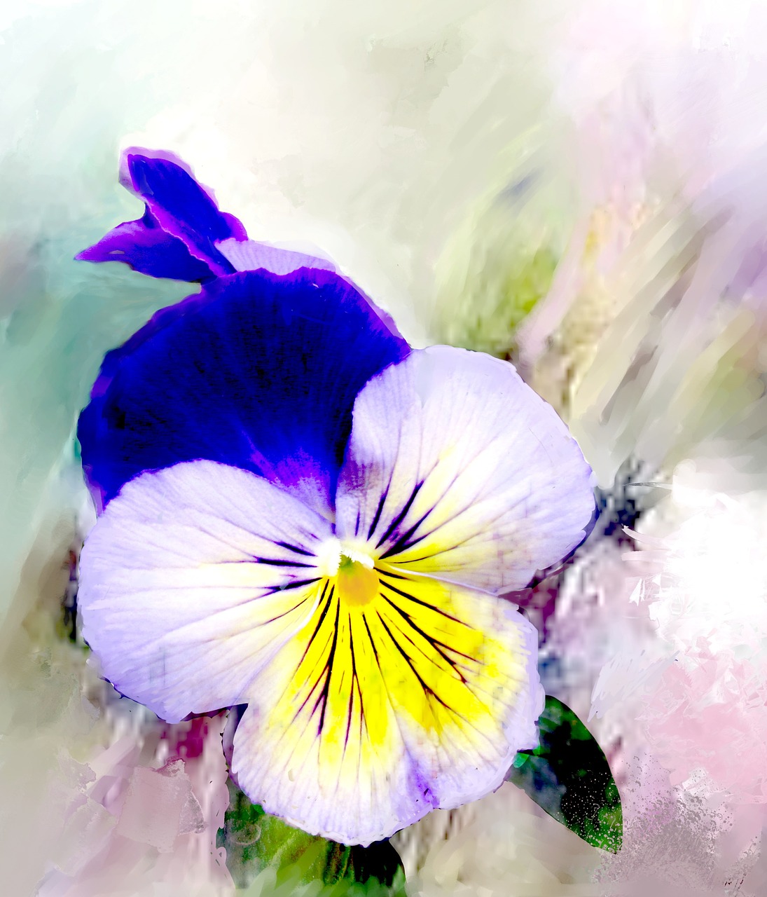 pansy digital oils painted free photo