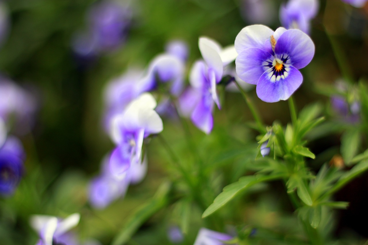 pansy purple flower free photo