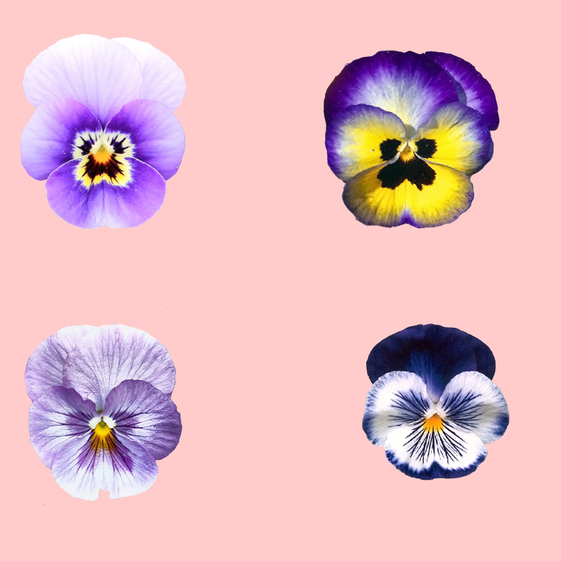 pansy flower viola free photo