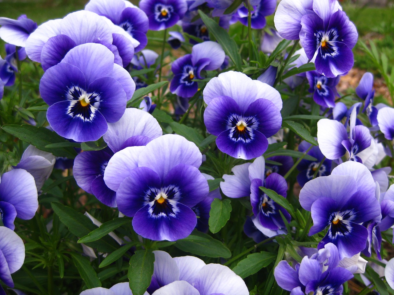 pansy pansies blue free photo