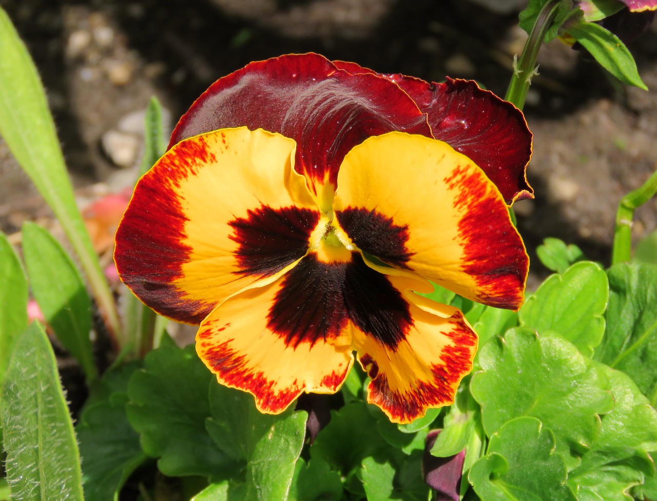 pansy yellow red free photo