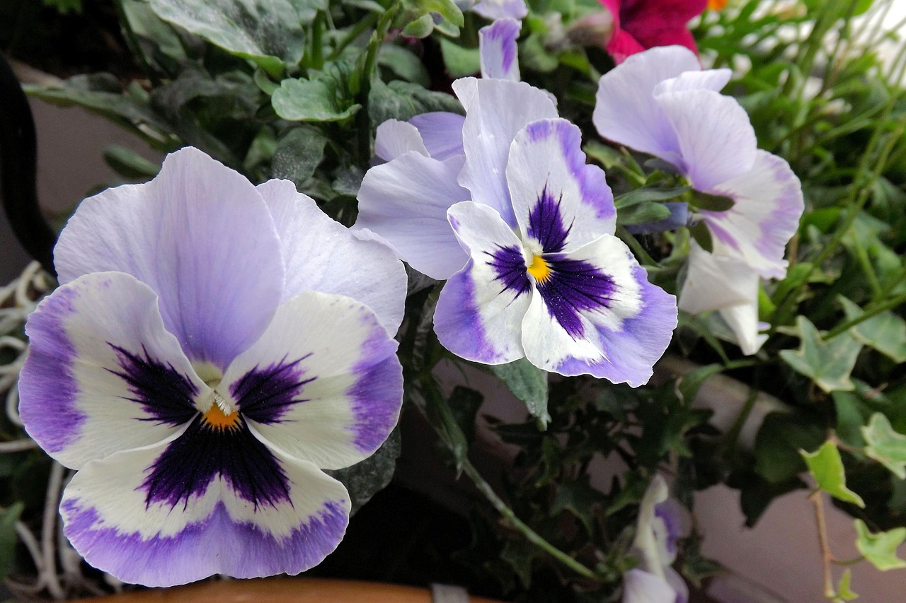 pansy spring blue free photo