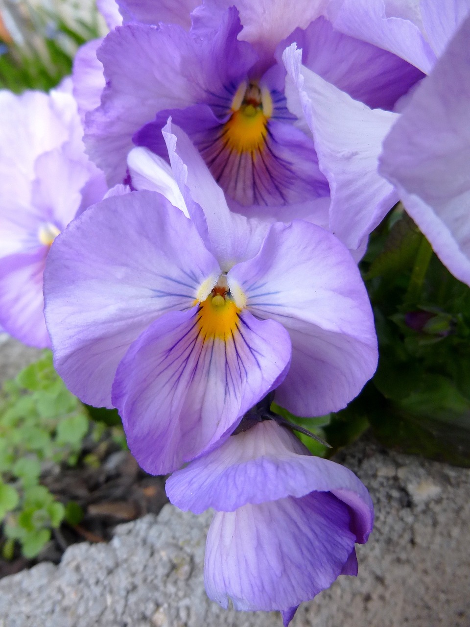 pansy flower spring flower free photo