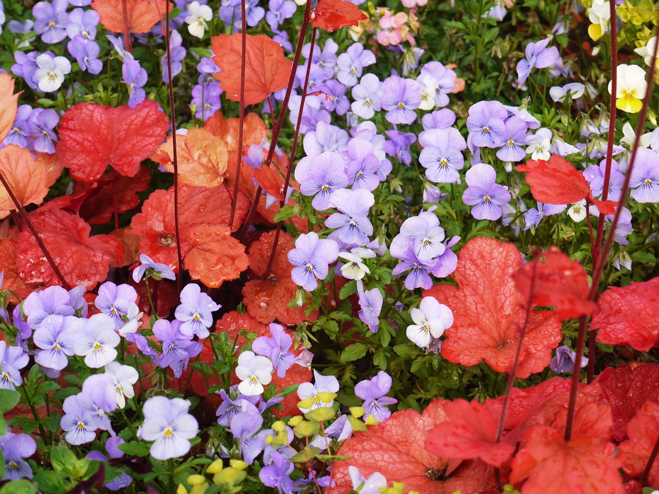 pansy coral bells decorative leaves free photo