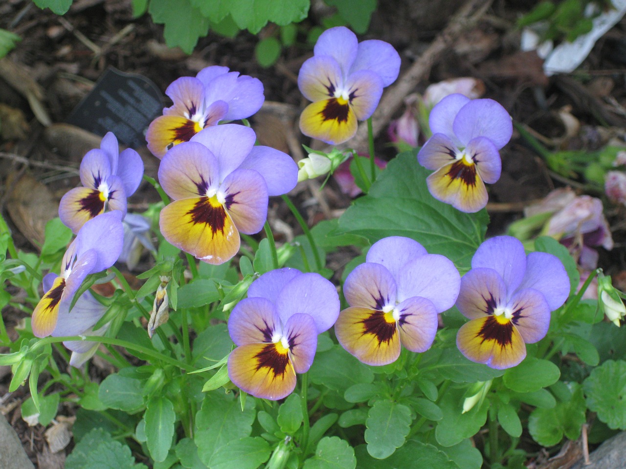 pansy group clump free photo