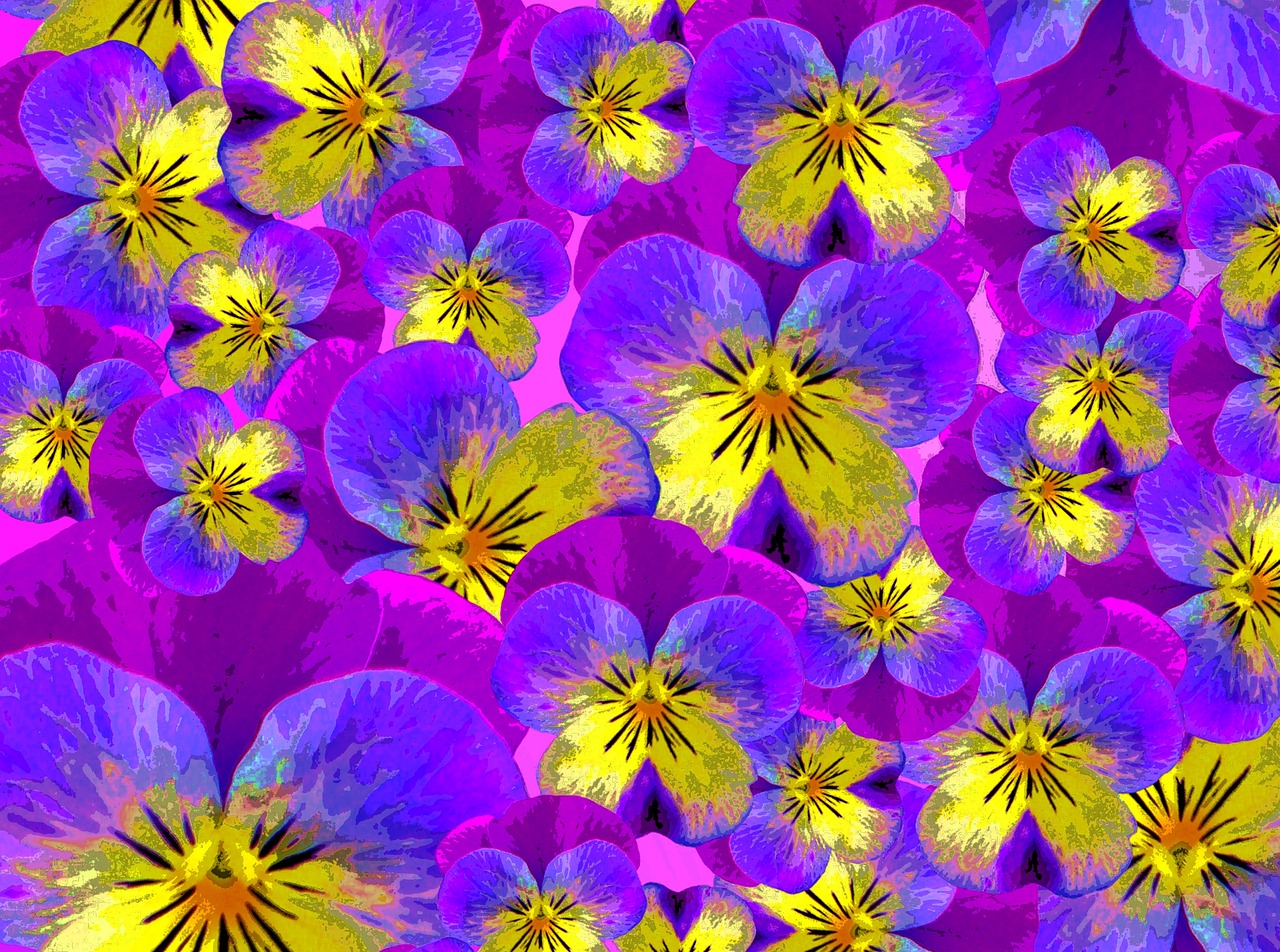 pansy drawing blossom free photo