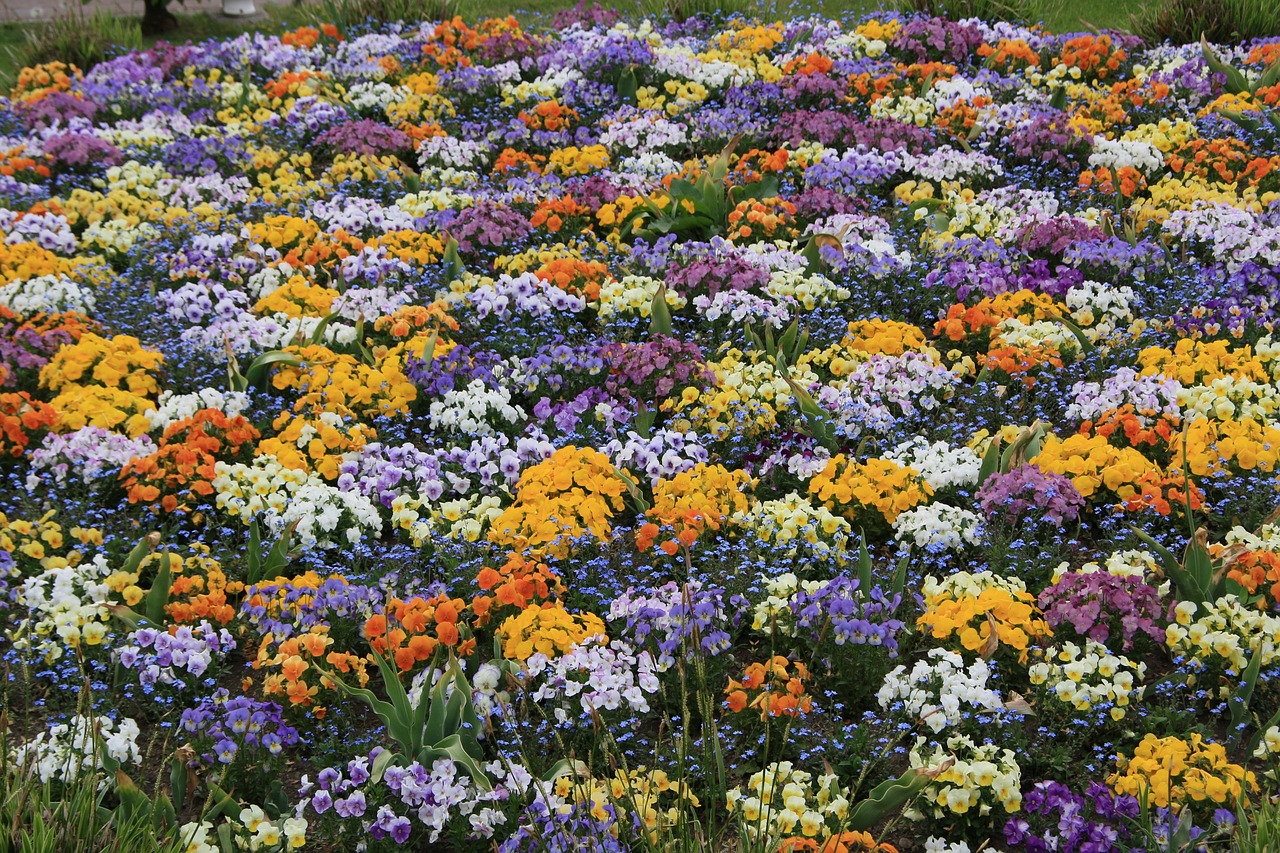 pansy flower bed spring free photo