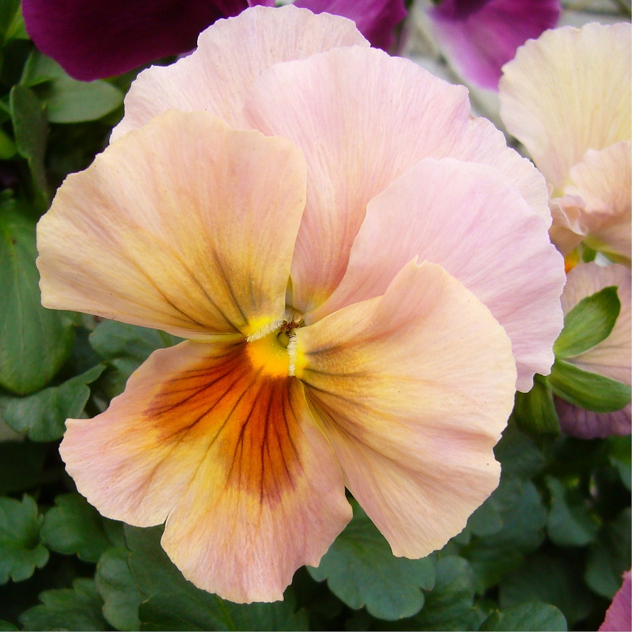 pansy bloom flower free photo