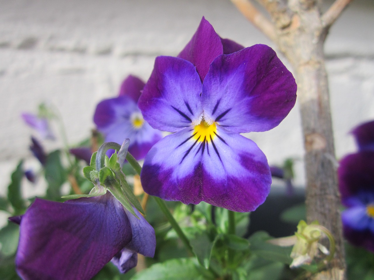 pansy purple purple flowers free photo