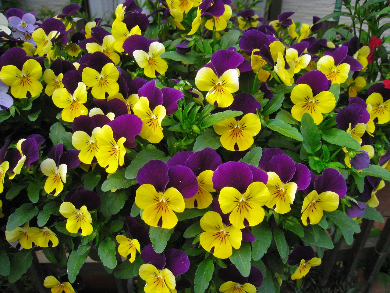 pansy sumire purple free photo