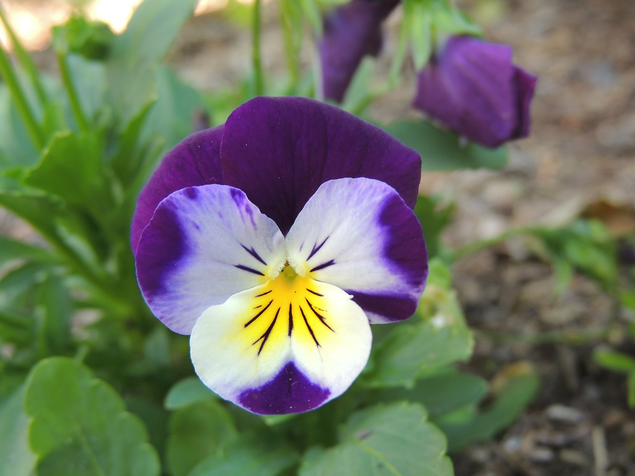 pansy flower coloring free photo