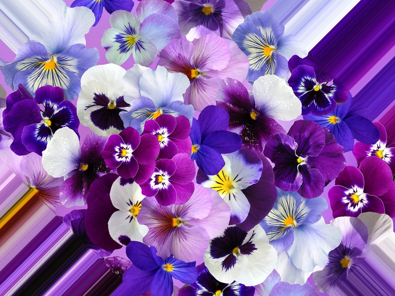 pansy violet plant purple free photo