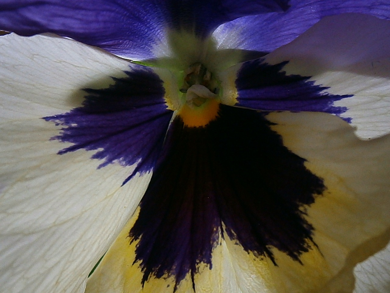 pansy violet plant close free photo