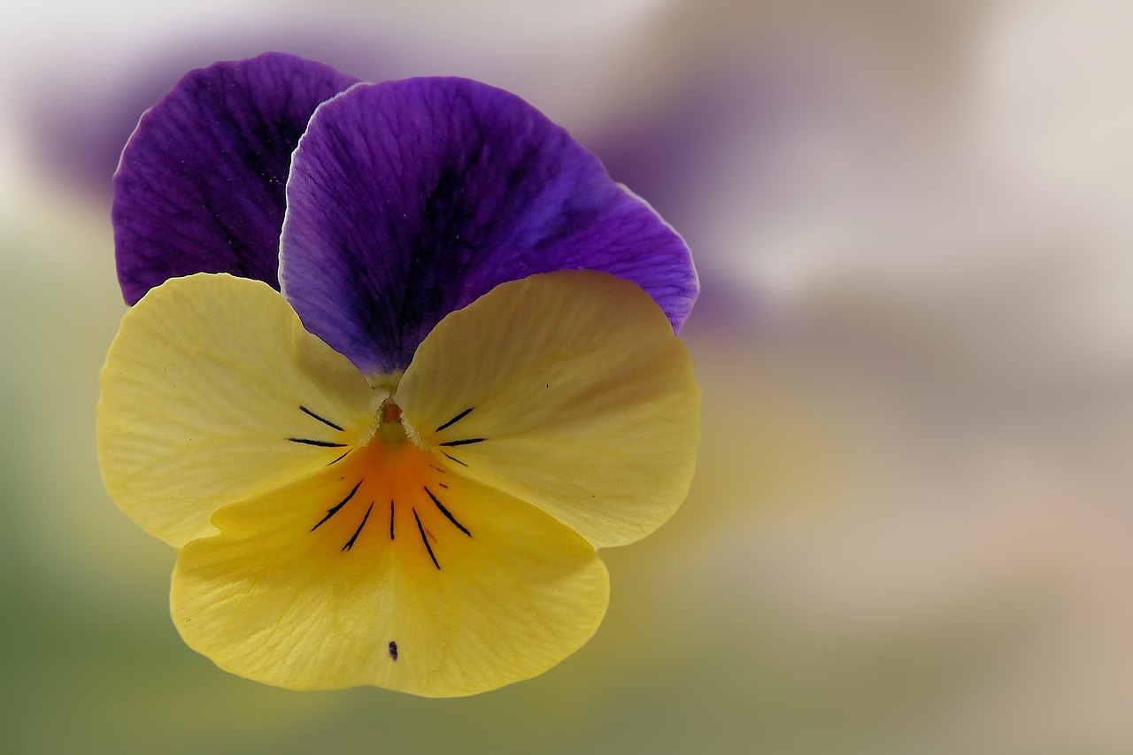 pansy flower blossom free photo