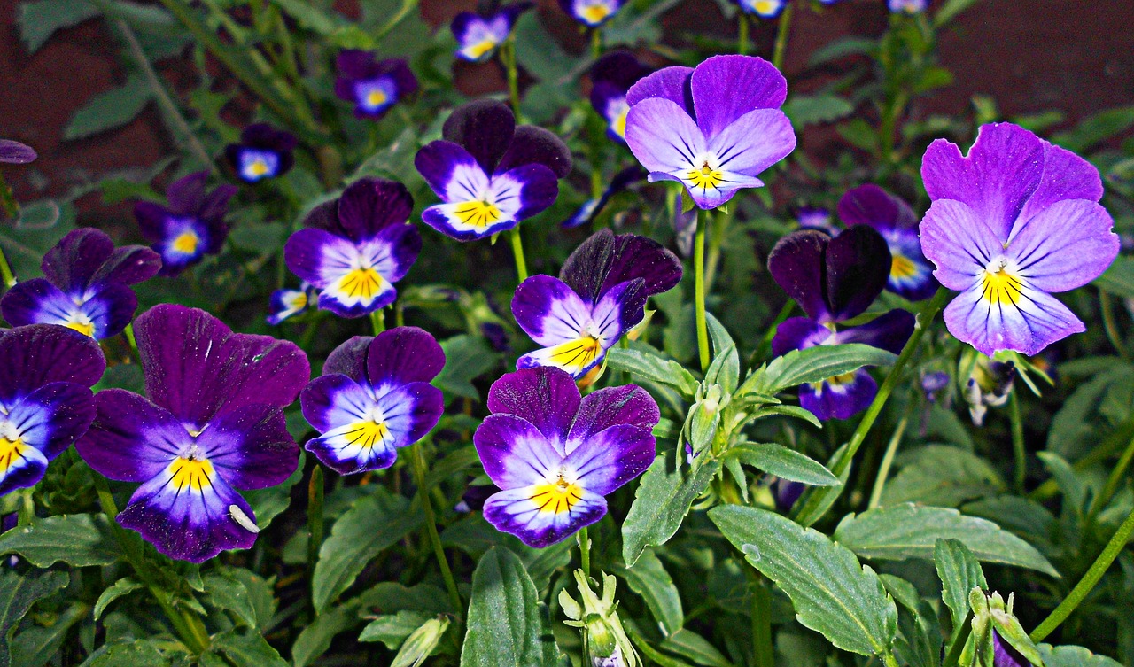 pansy flower flora free photo