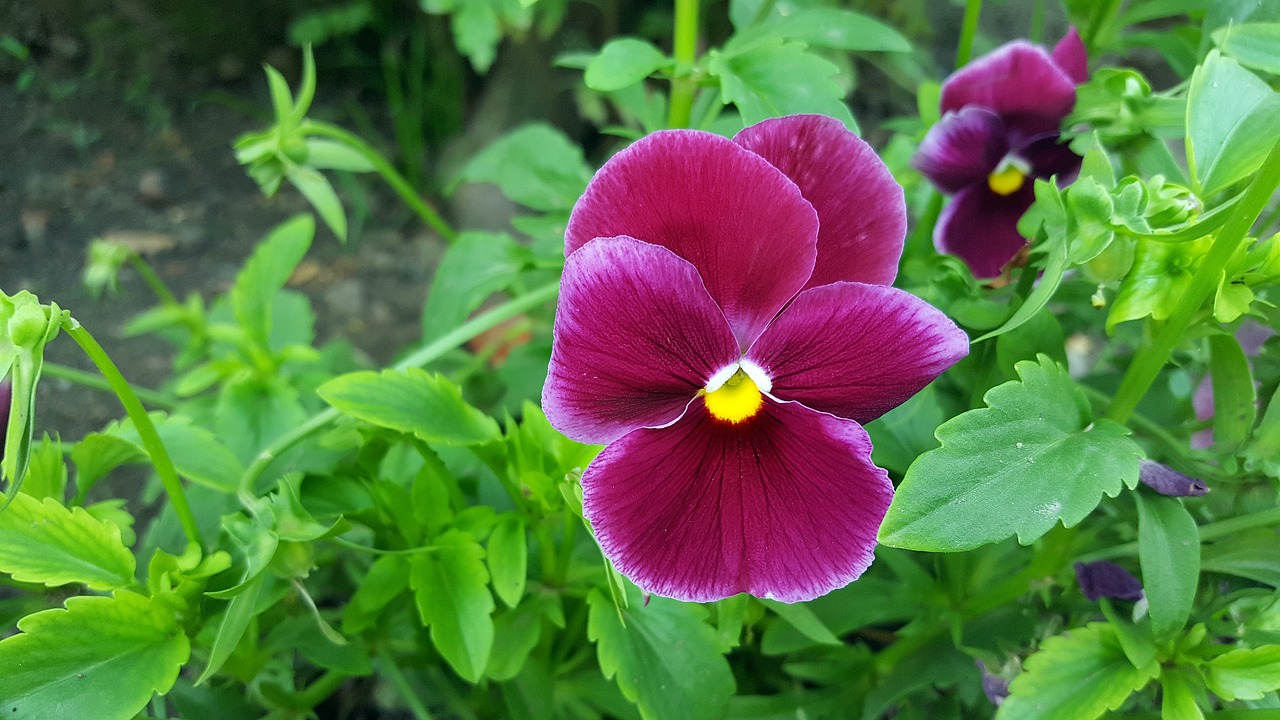 pansy pansy flower viola tricolor free photo