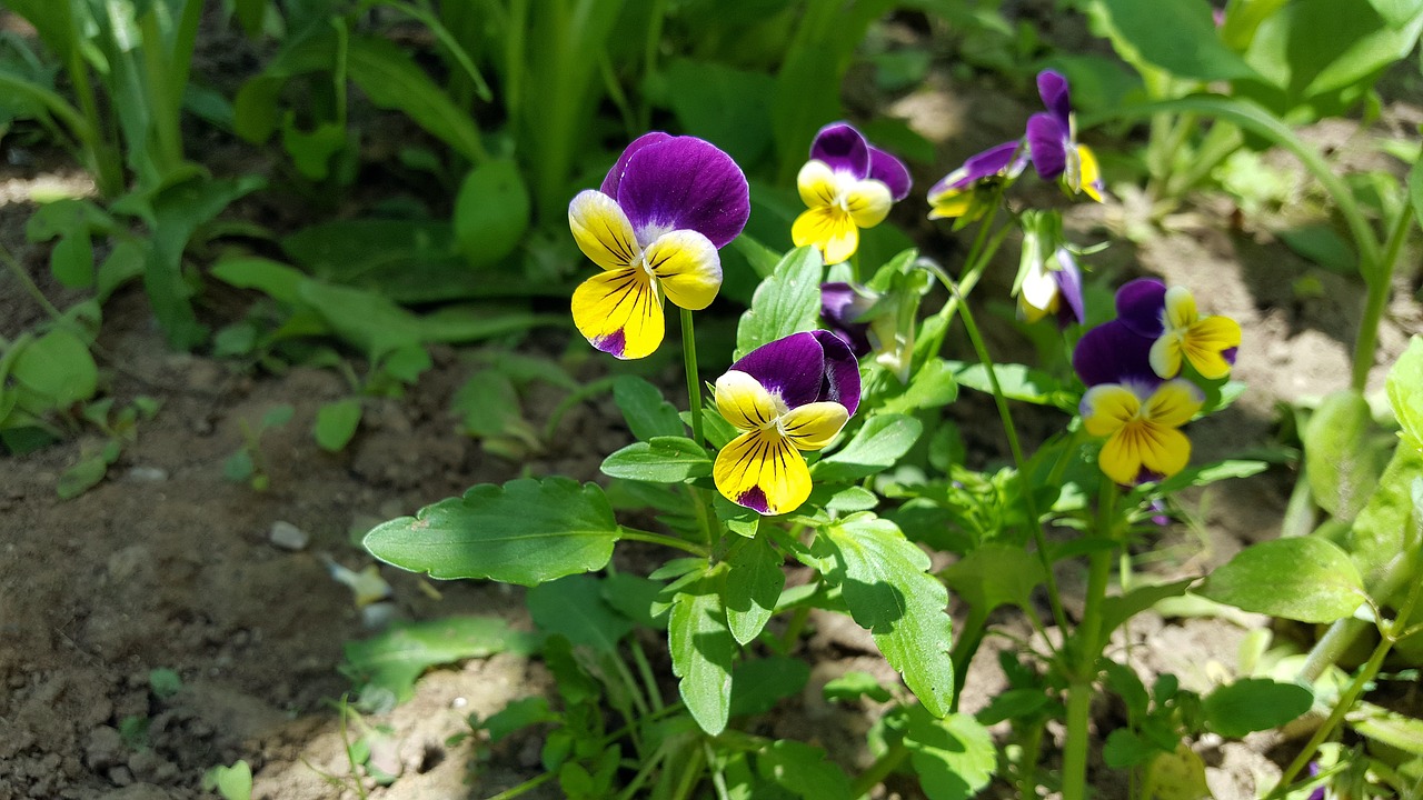 pansy pansy flower viola tricolor free photo