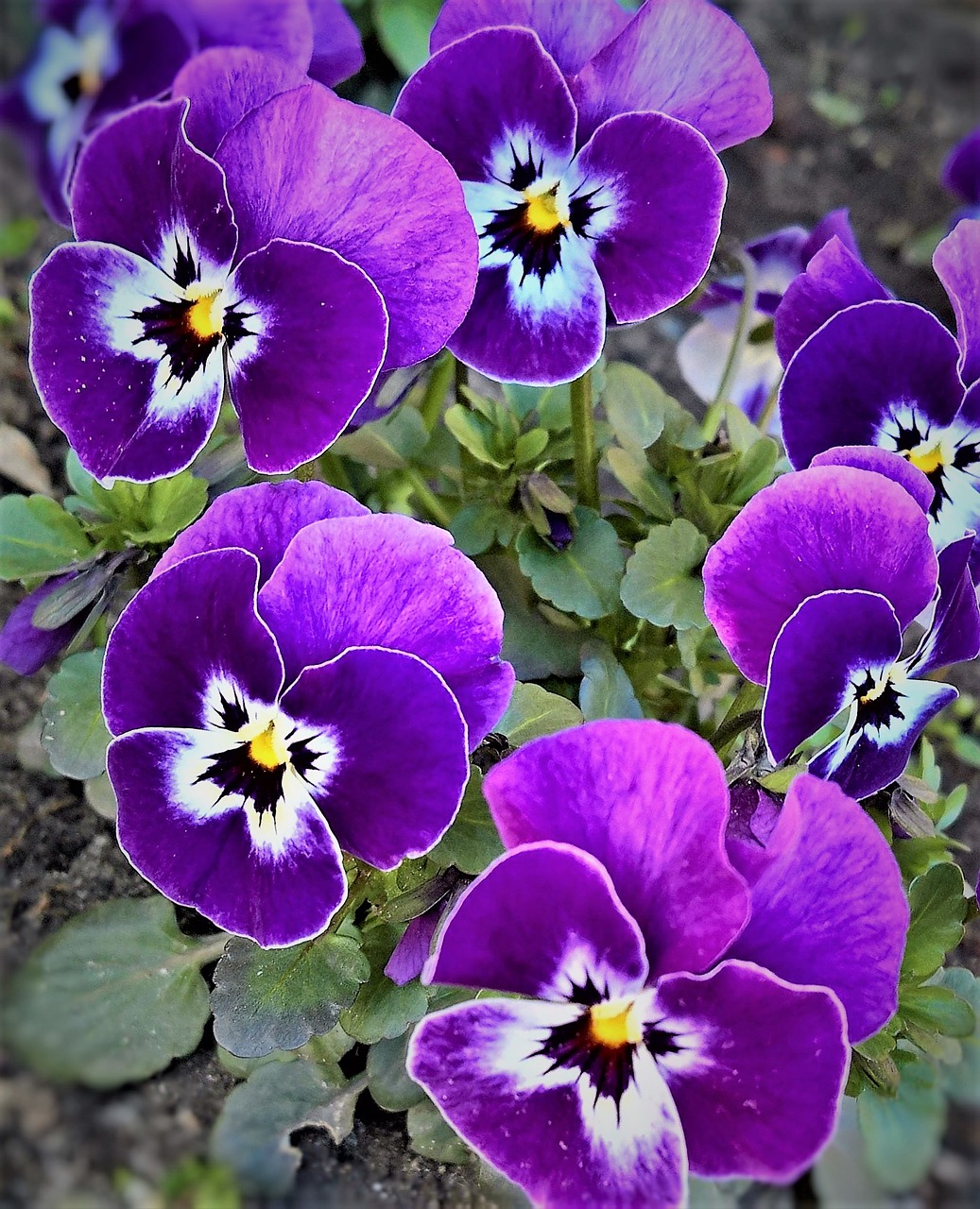 pansy 400–500 spring flowers free photo