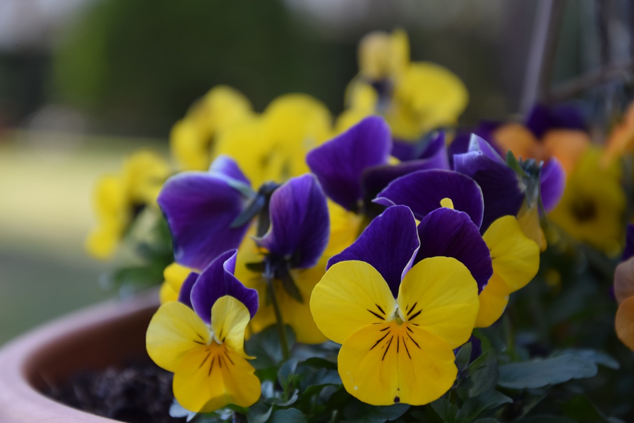 pansy april spring free photo