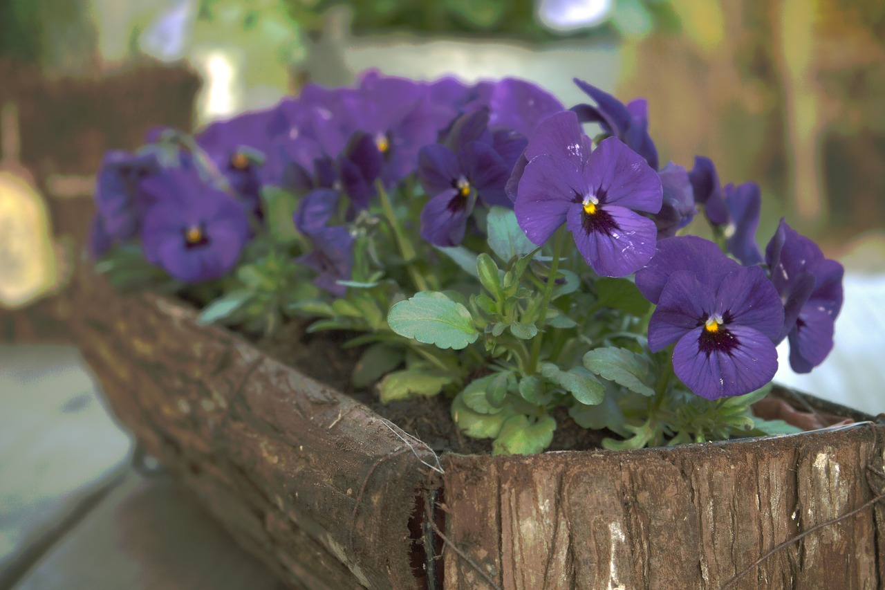 pansy bloom easter free photo