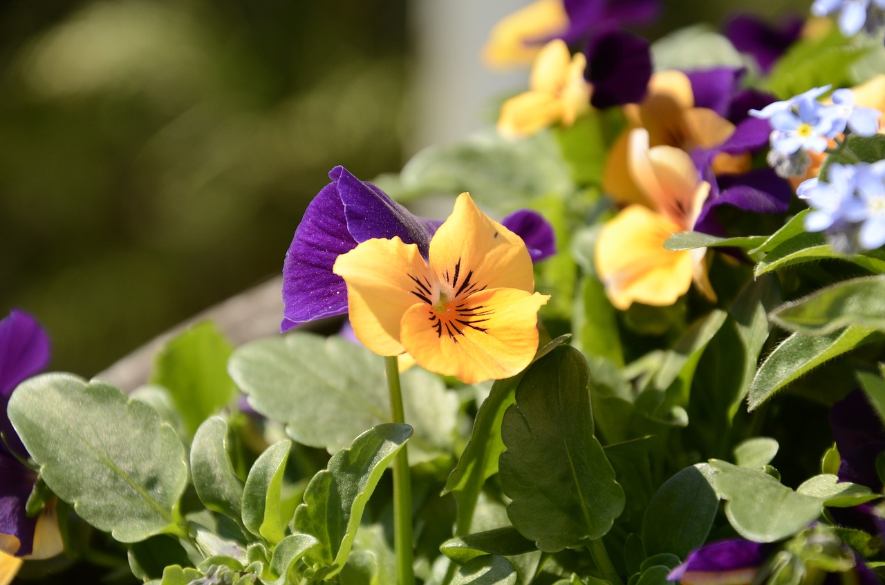 pansy orange spring free photo