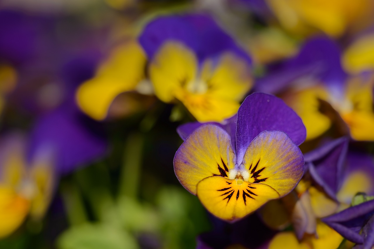 pansy violaceae flowers free photo