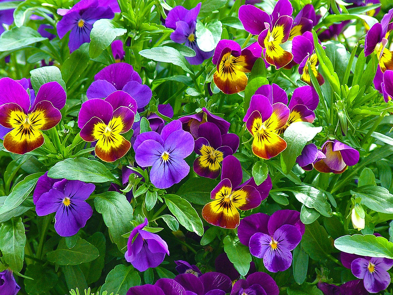 pansy purple flower free photo