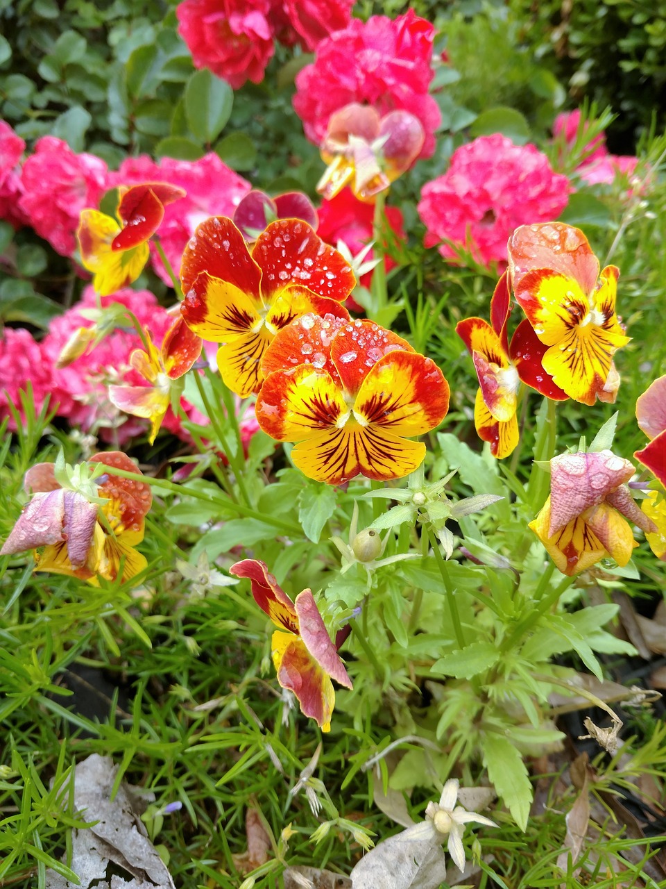 pansy pansies flower free photo