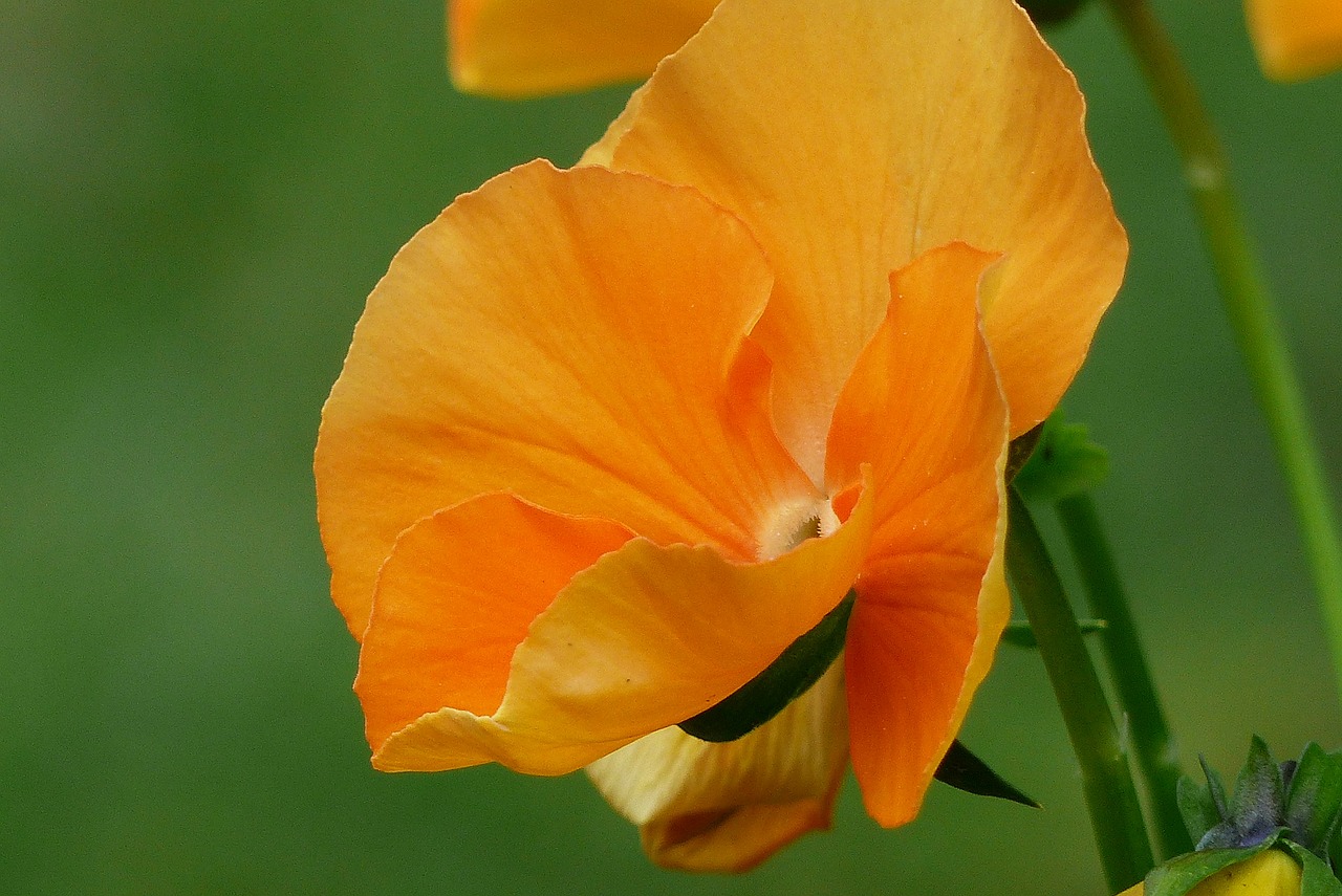 pansy orange flower free photo