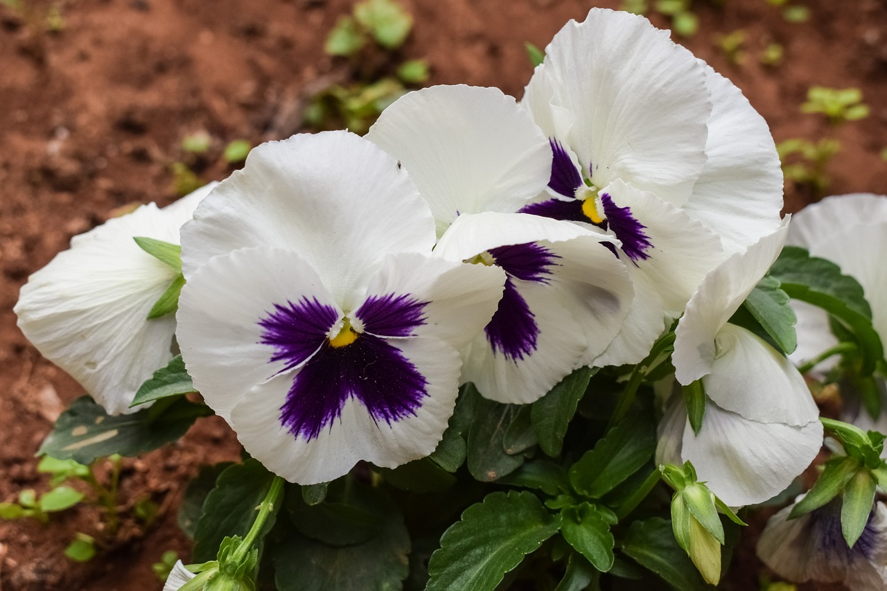 pansy flower white free photo