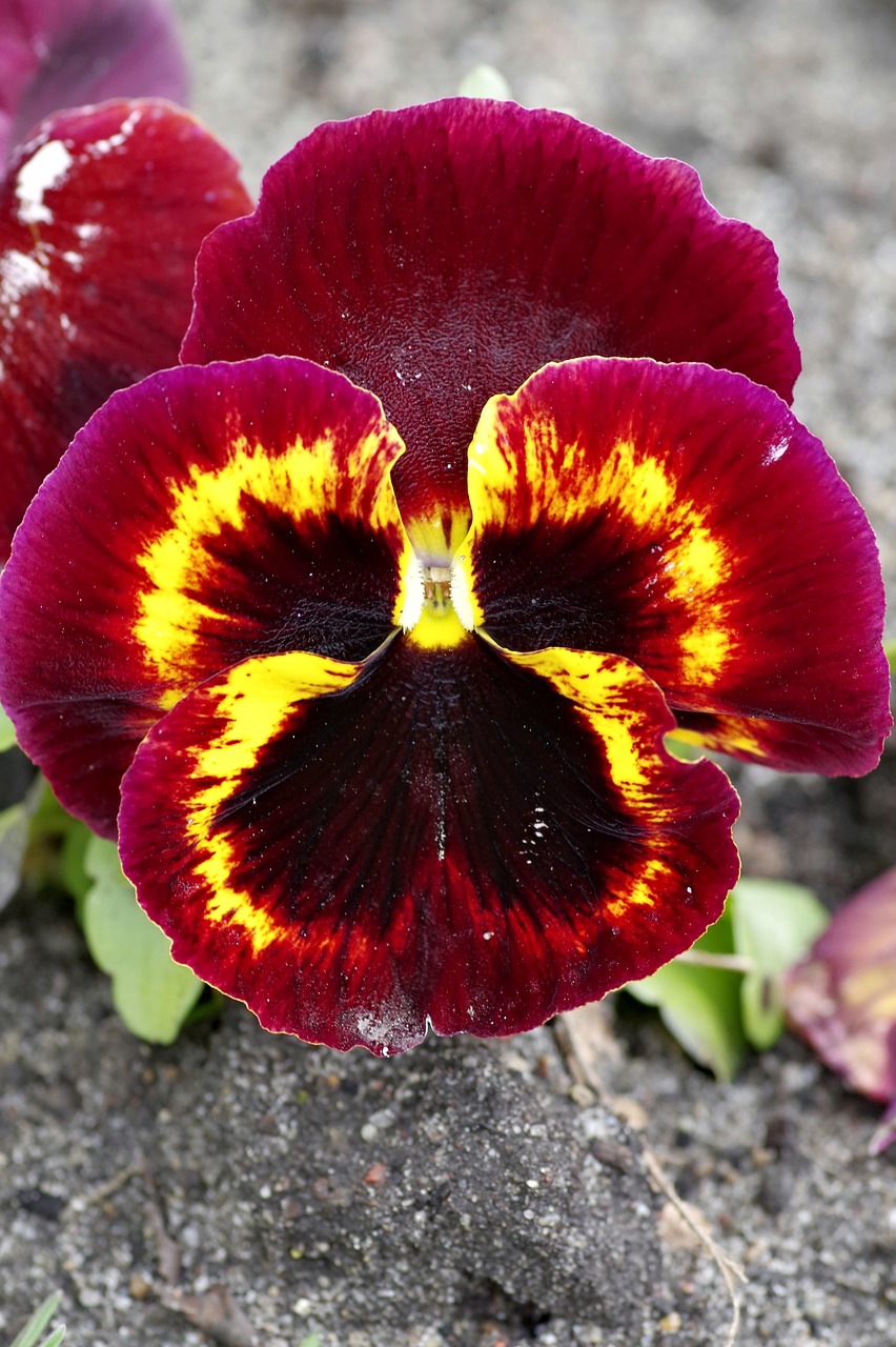 pansy raspberry red free photo